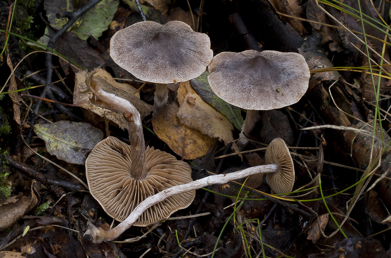 Cortinarius hemitrichus